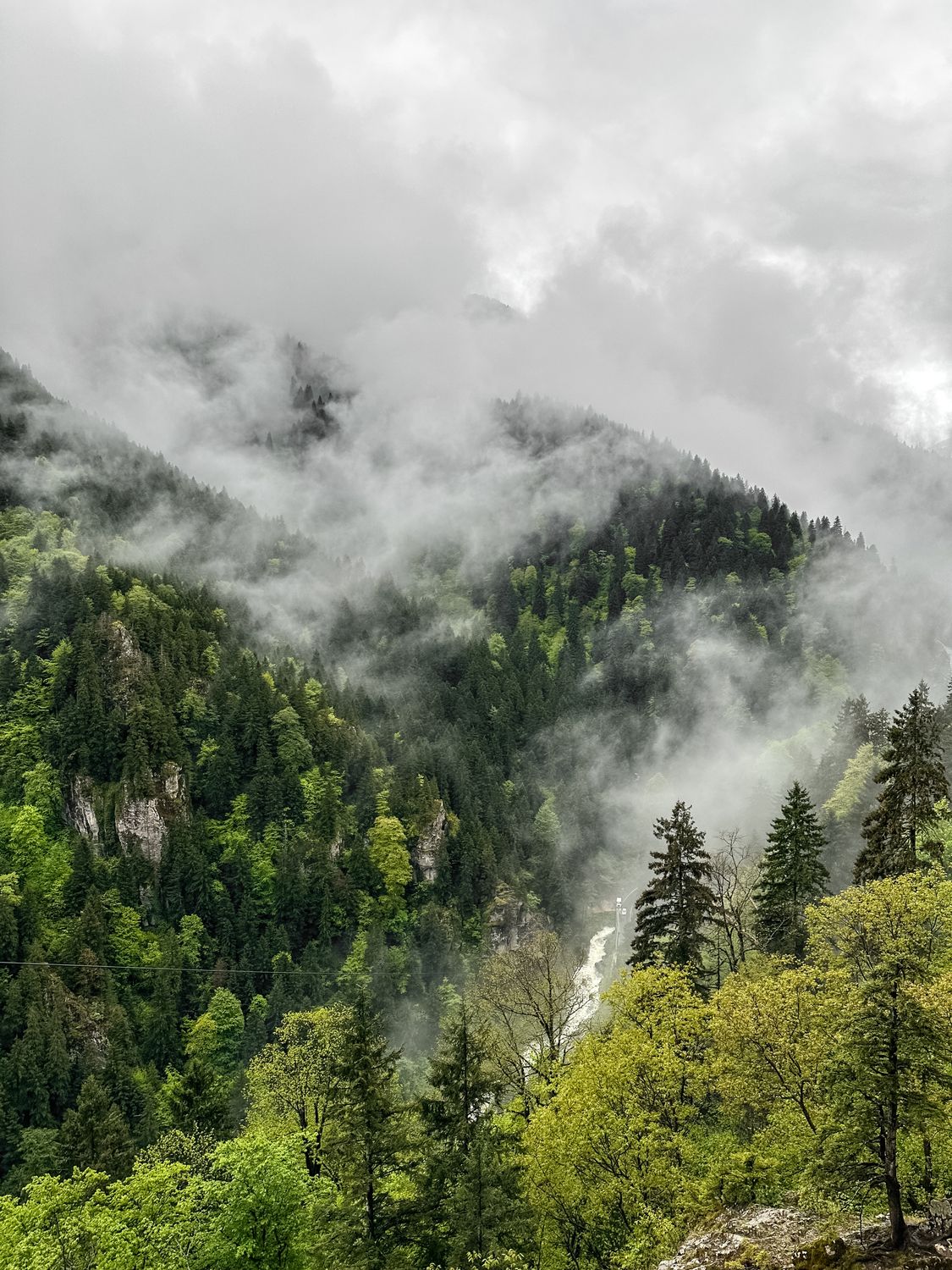 Scenic Mountains and Forest Covered in Fog · Free Stock Photo
