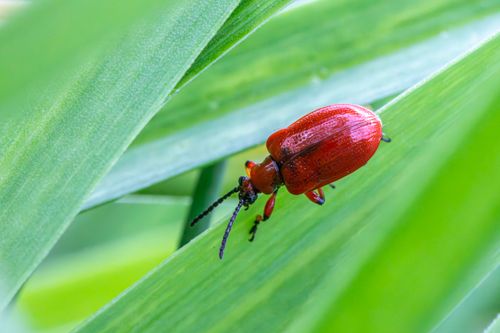 Free Detailed view of a Scarlet Lily Beetle (Lilioceris lilii) on a green leaf. Stock Photo