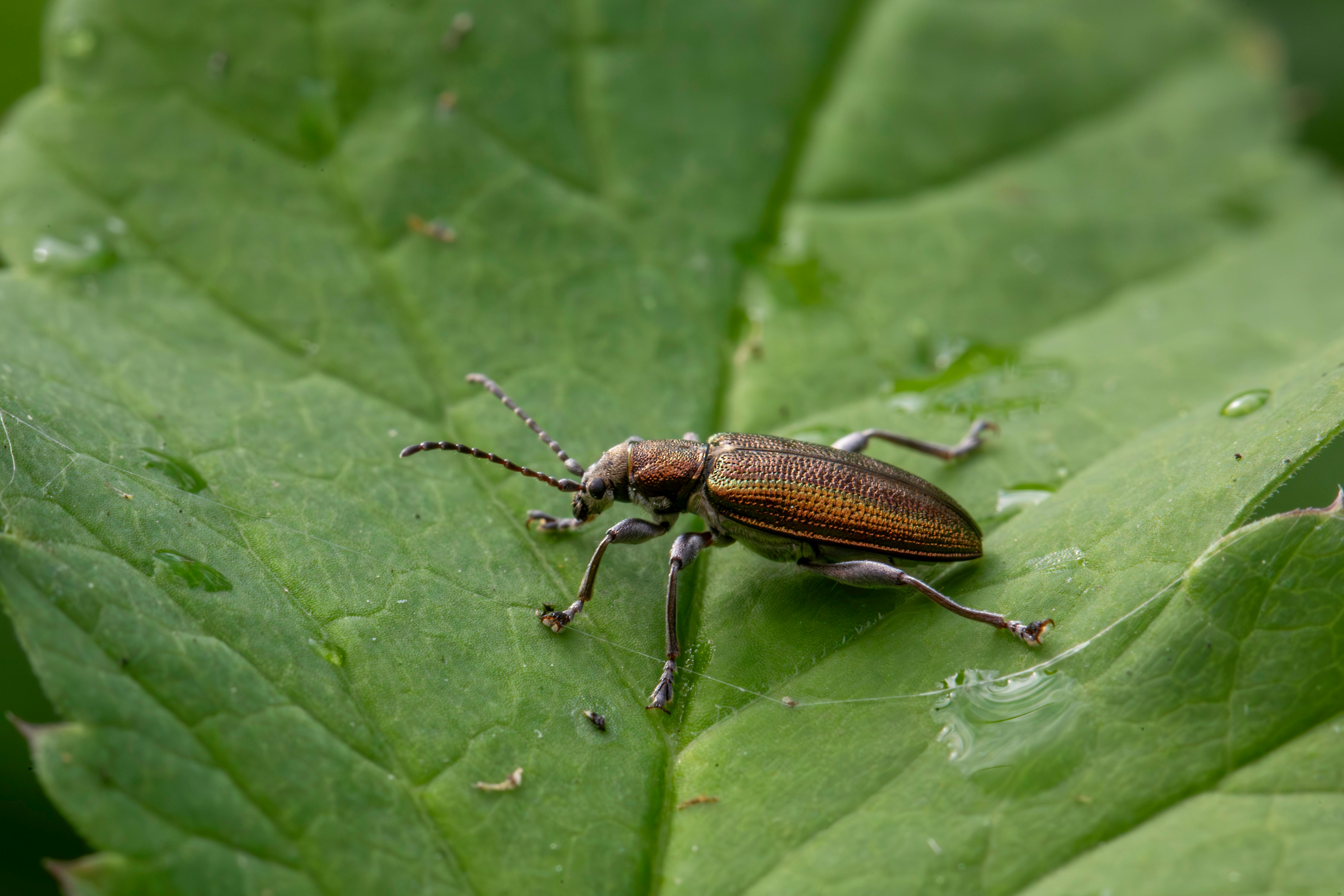 beetle on green leaf