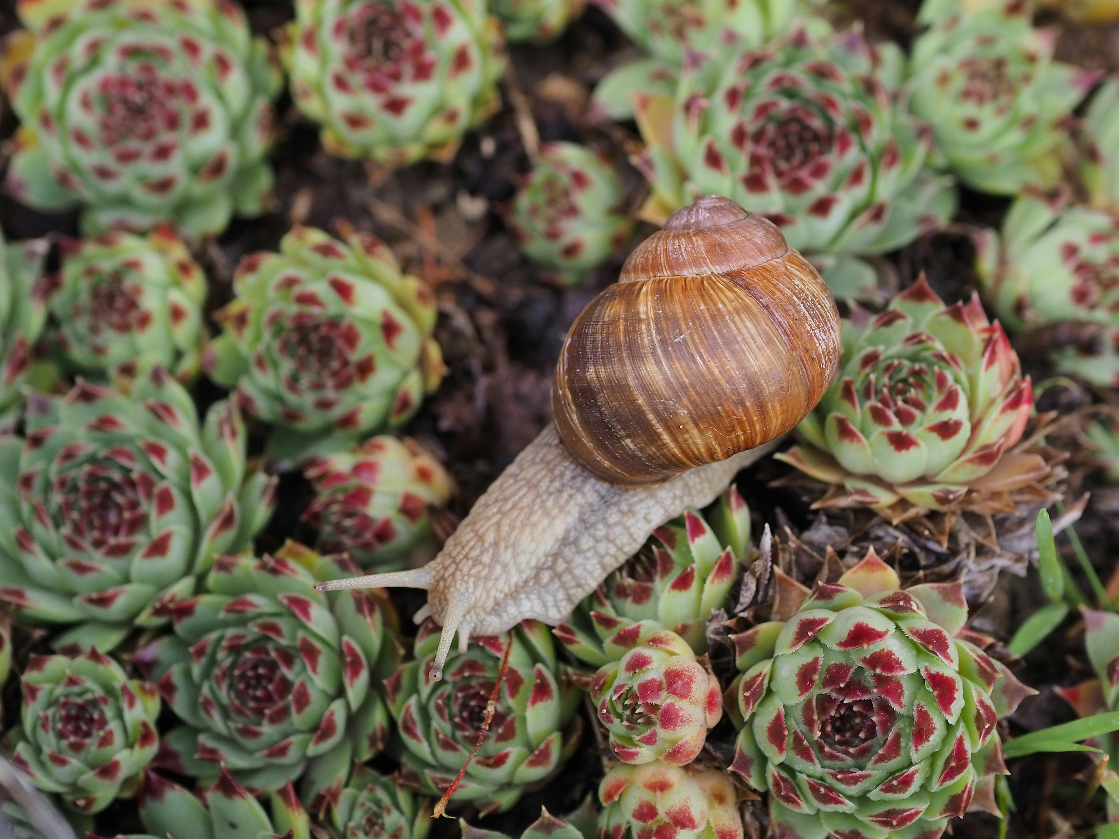 snail among plants