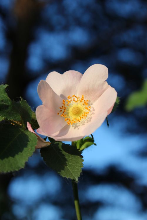 Free A delicate wild rose captured in a vivid close-up, showcasing its pink petals and yellow stamens against a blurred blue background. Stock Photo