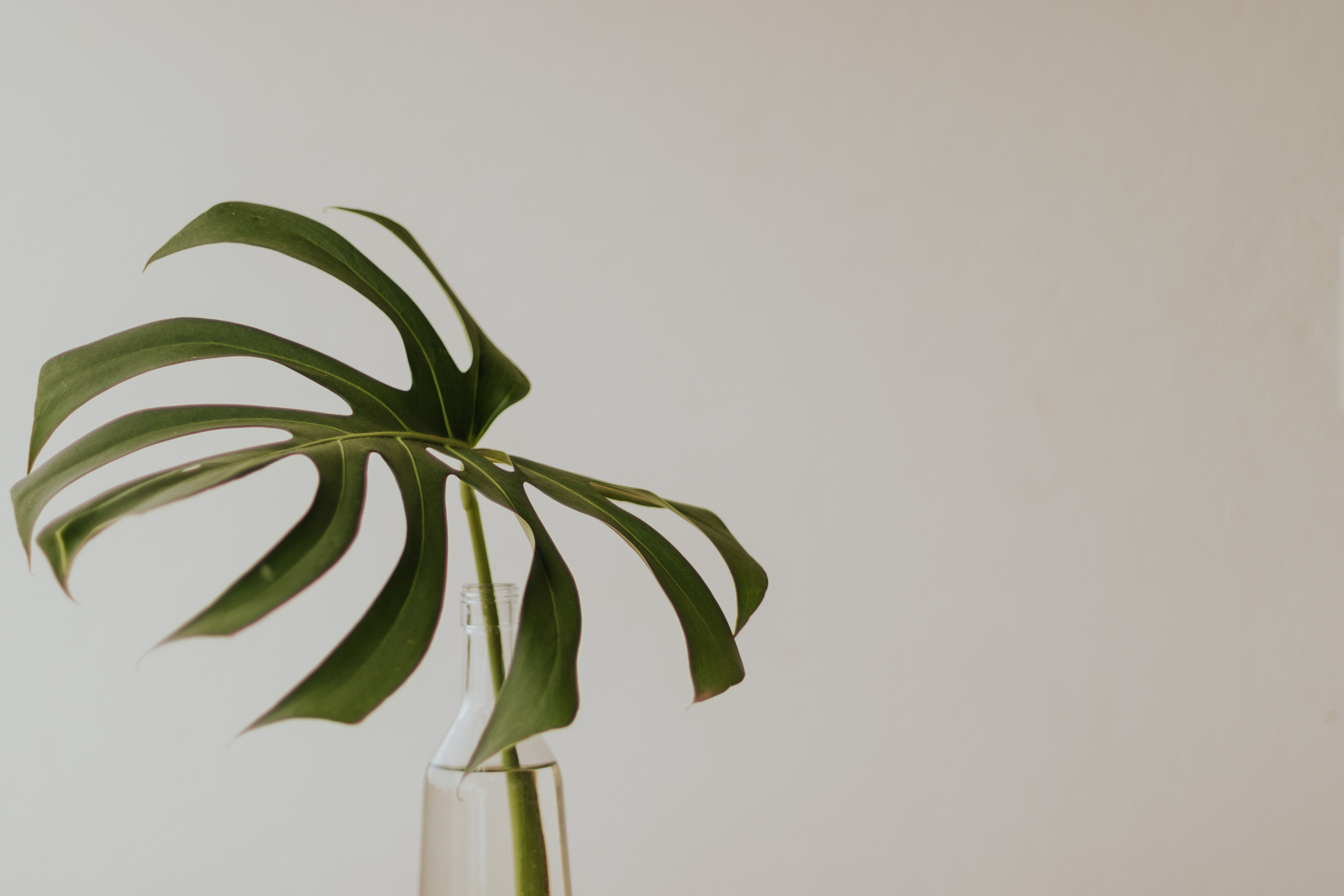 Primally Pure Raises the Ingredient Standard for Tinted Beauty with Truly Clean, Skin-Nourishing Color — Photo by Letícia Alv