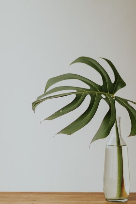 Elegant monstera leaf in a glass vase on wooden table against neutral background.