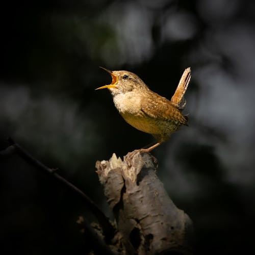 Kostenloses Stock Foto zu eurasischer zaunkönig, lichtstrahl, natur