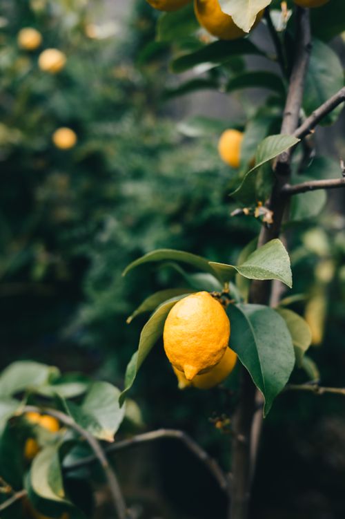 Free Close-up of ripe lemons on a tree in a lush garden representing natural freshness and growth. Stock Photo