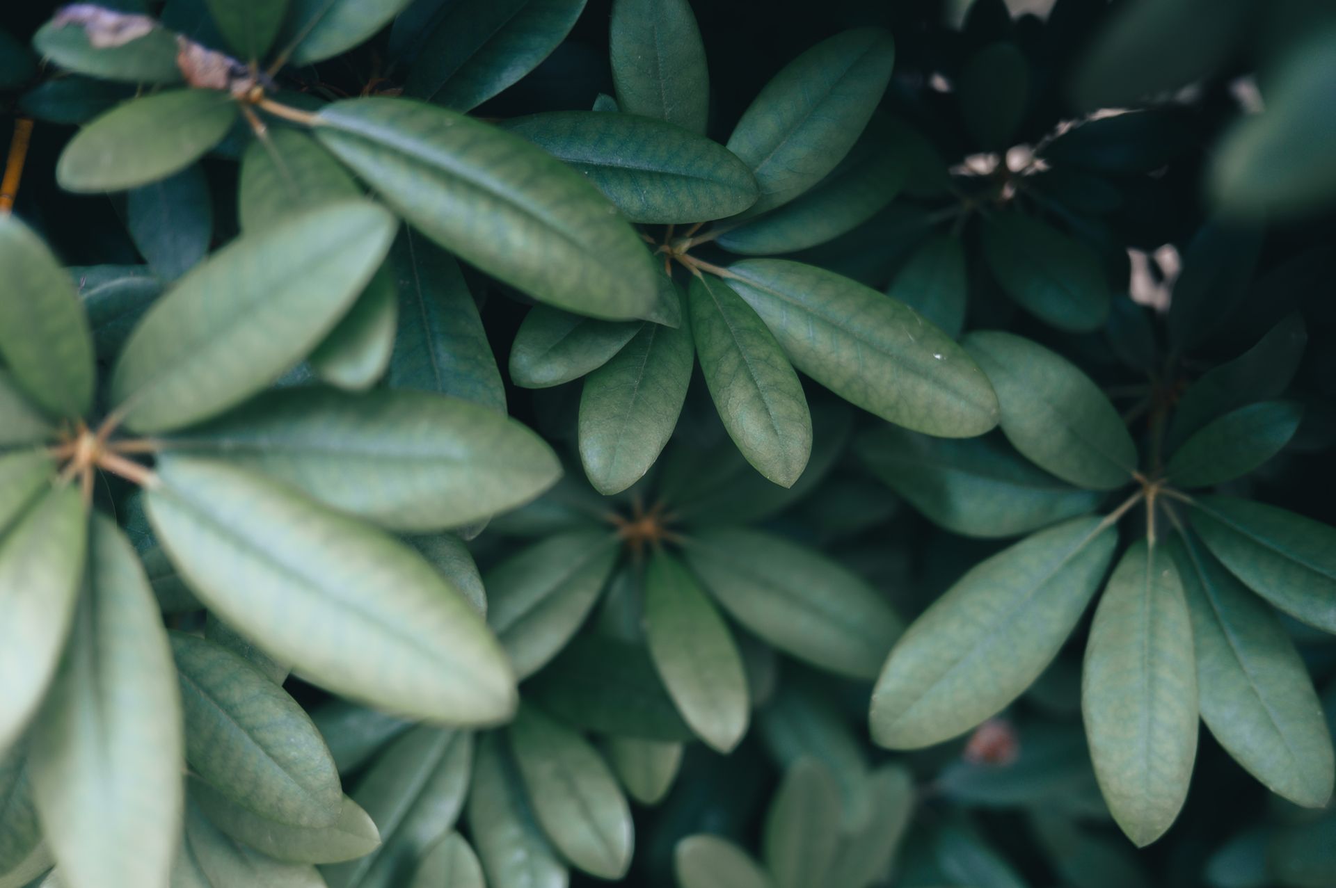 Close-up of vibrant green rhododendron leaves capturing nature's beauty and tranquility.