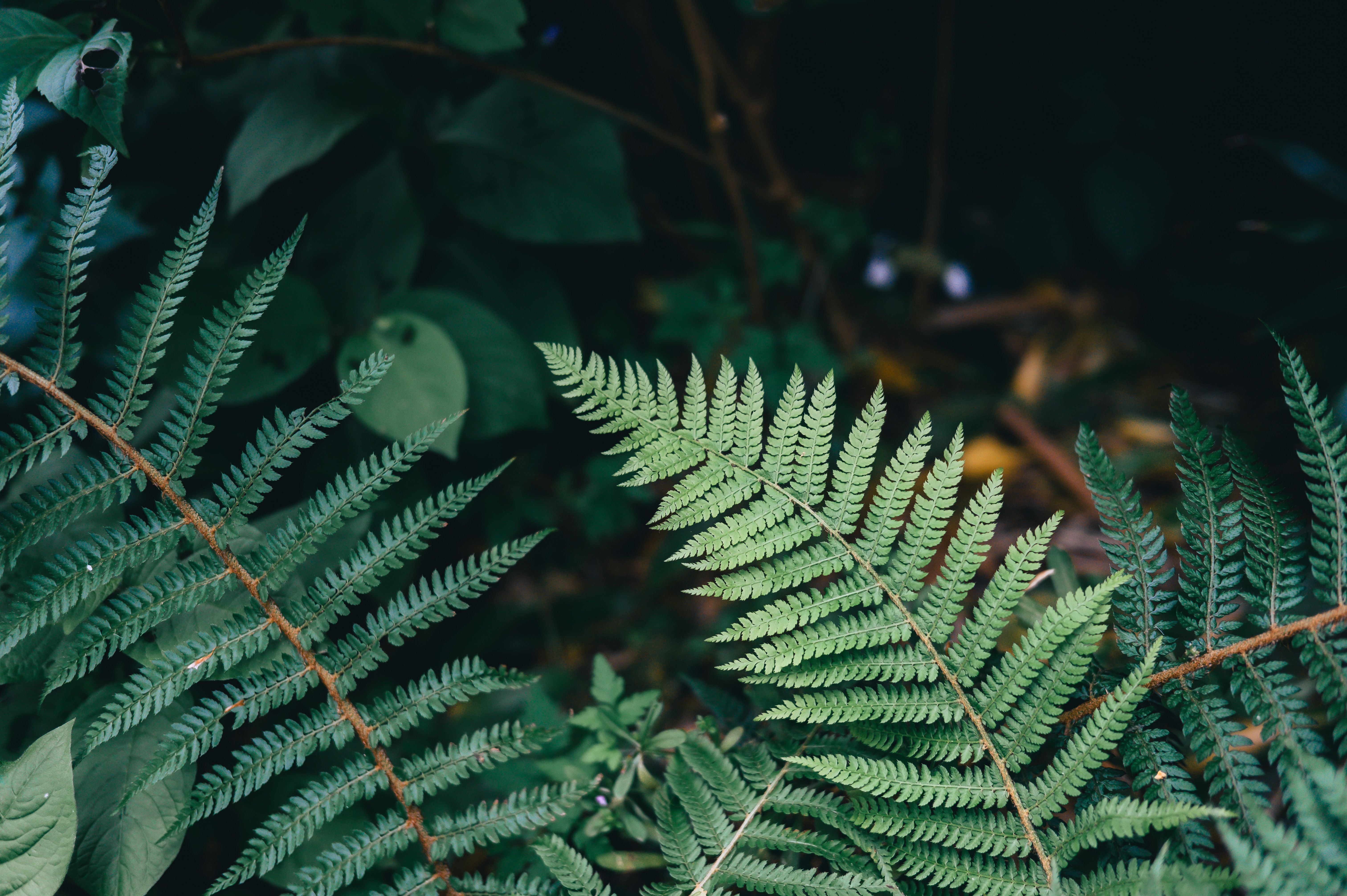 Anthropic Updated Privacy Policy to Include Identity Verification for Claude Users — Photo by Diana ✨ on Pexels