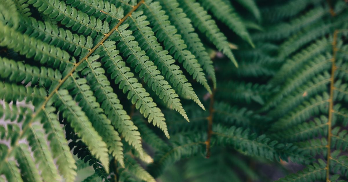 Comment le choix d'un toner écologique influence votre écologie