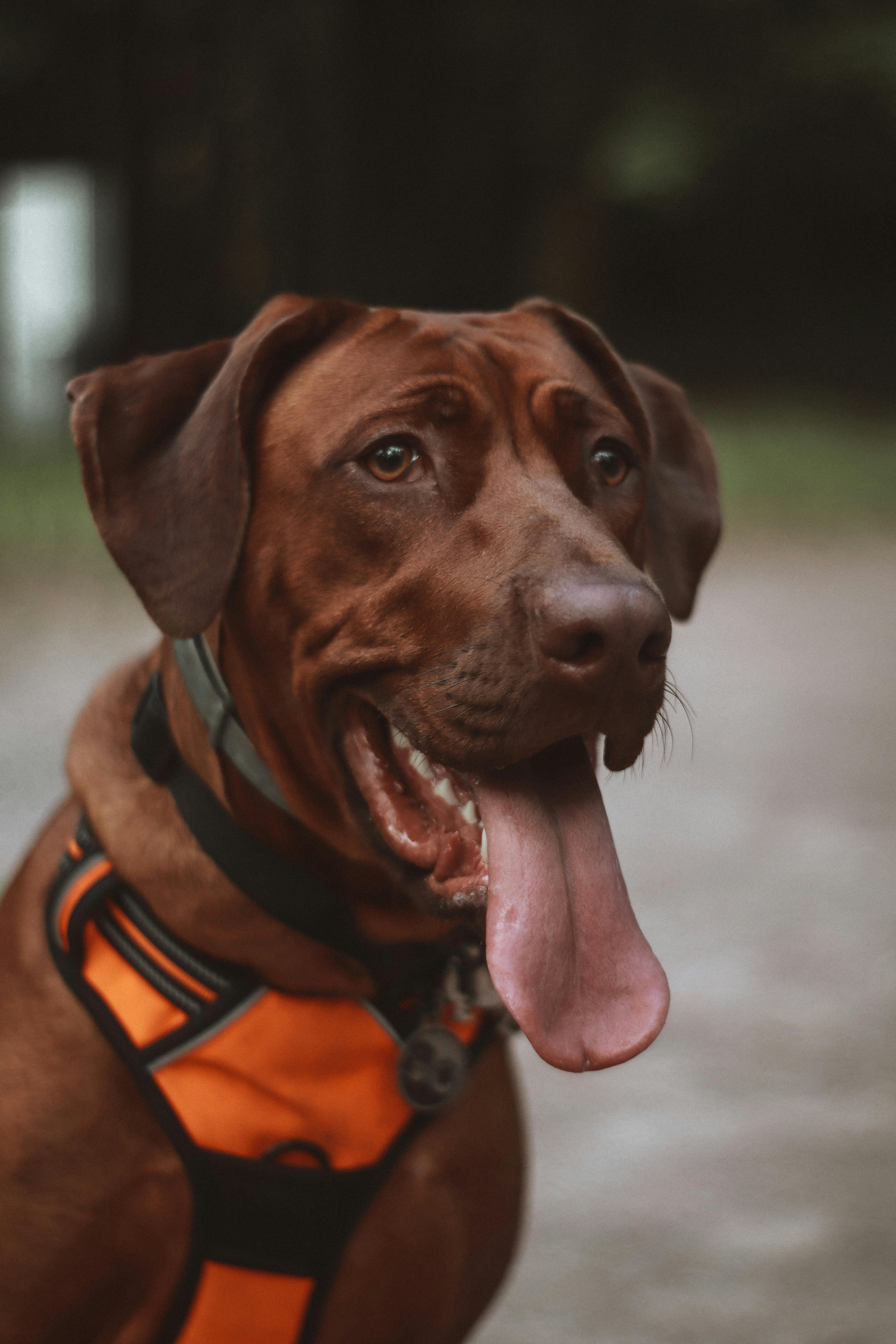 portrait of brown labrador retriever