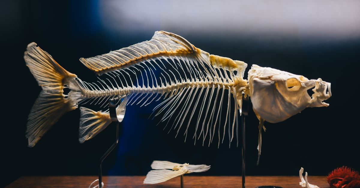 Close-up of a fish skeleton exhibit showcasing its intricate bone structure in a museum setting. - Evidence evidence guide for collagen bone density meta-analysis