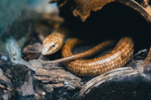 Pallas Glass Lizard