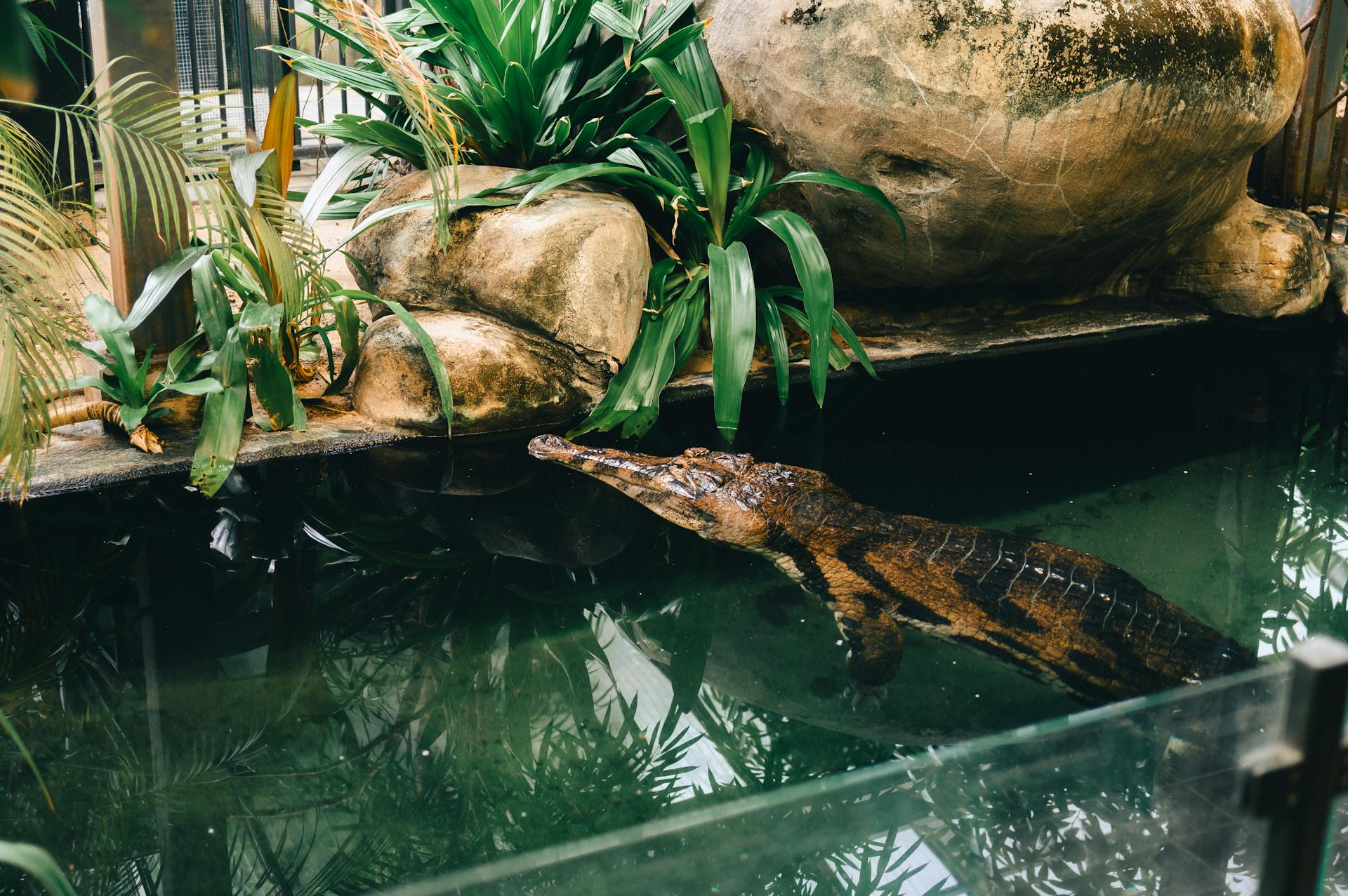 Crocodile in a zoo enclosure surrounded by rocks and green plants, partially submerged in water.