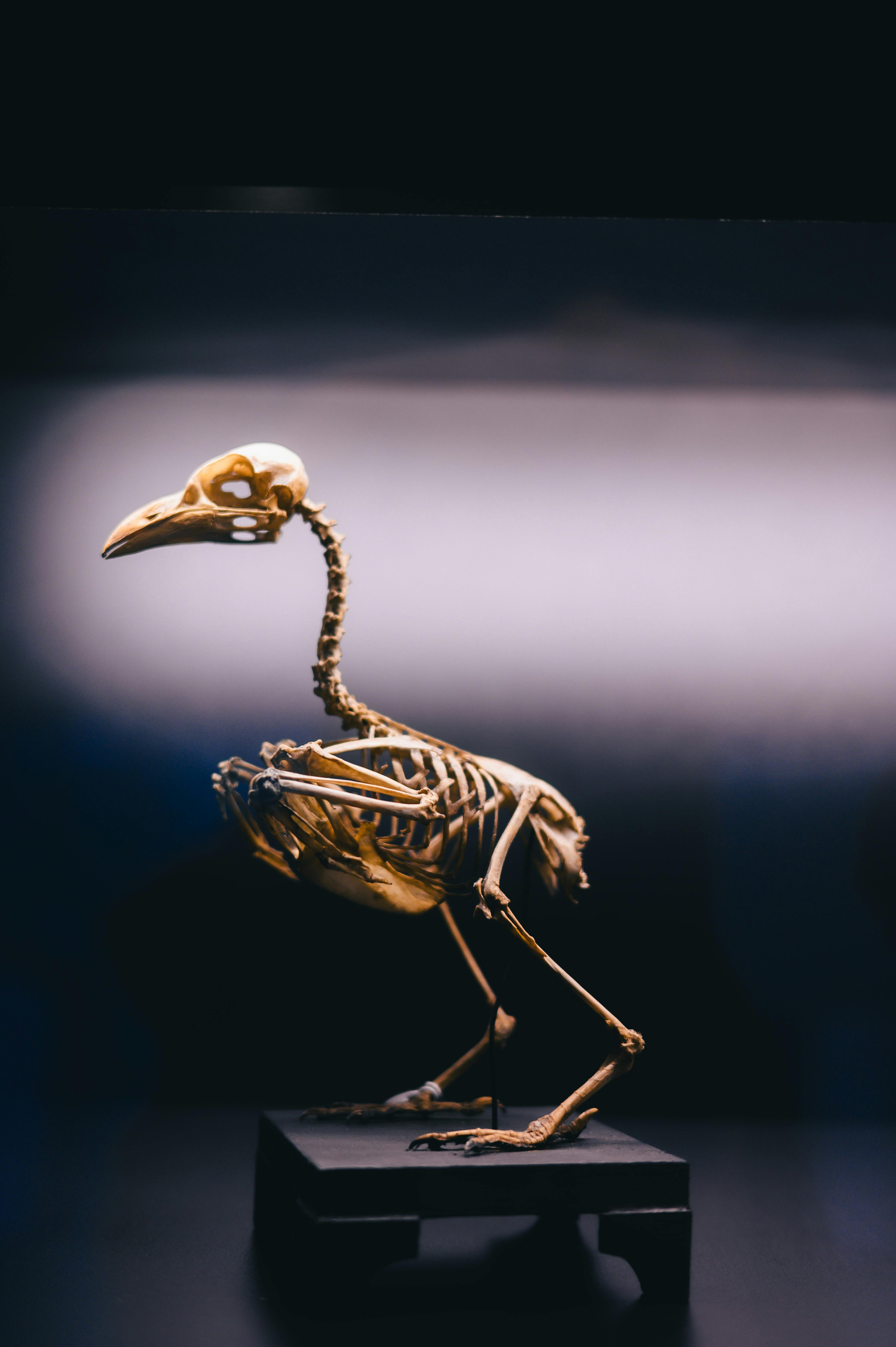 bird skeleton at exhibition