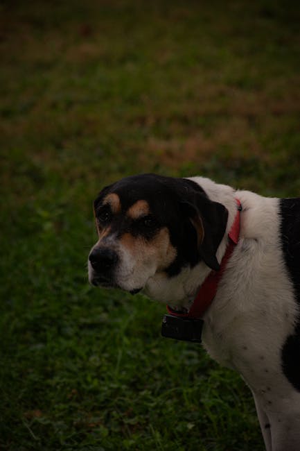 Treeing Walker Coonhound dog training guide - Intelligent, Confident, Loving Hound breed from United States