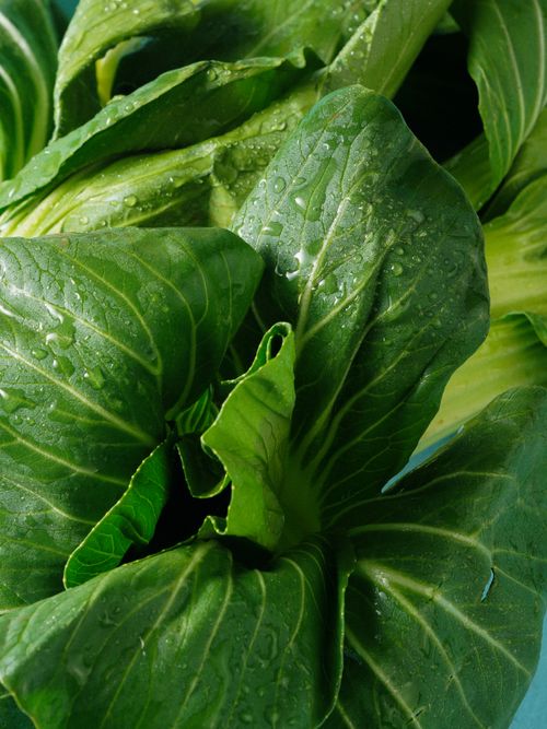 Free Vibrant close-up of fresh, dew-covered cabbage leaves, showcasing natural texture. Stock Photo