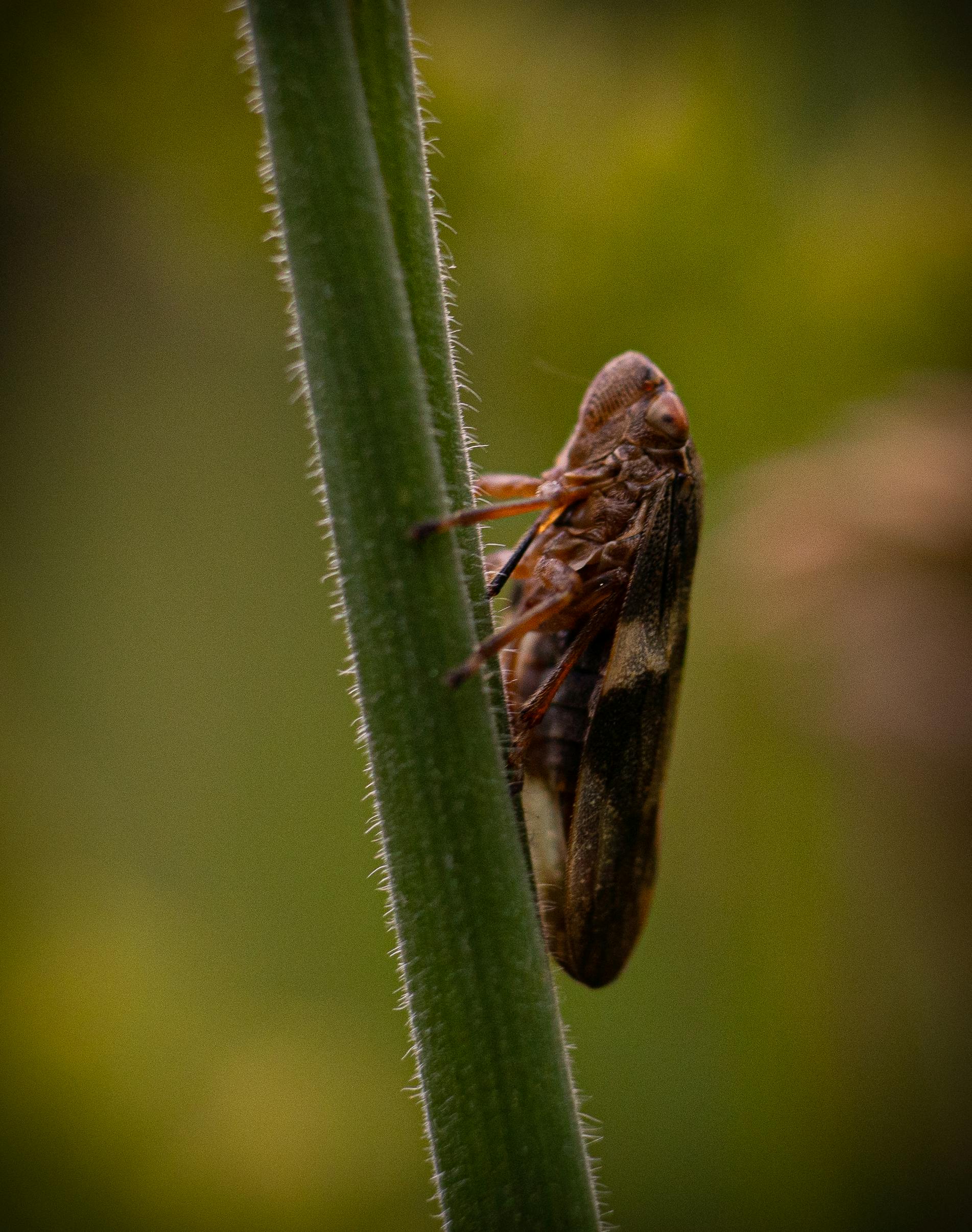 insect on a stalk