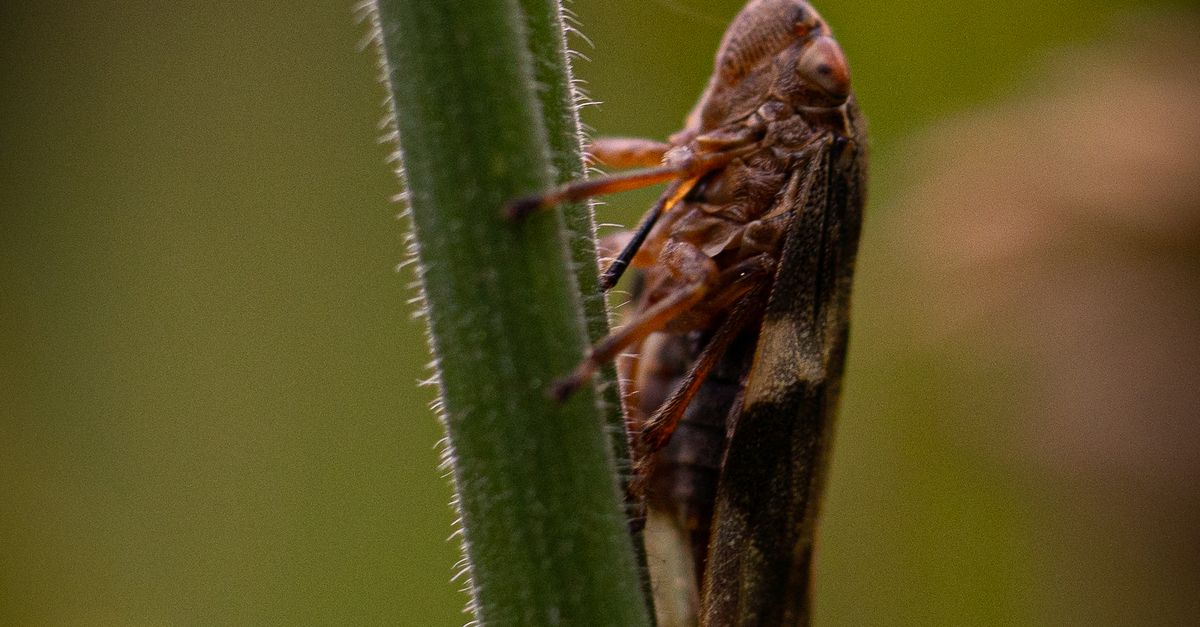 Frog Stalk Insect Insect on a Stalk · Free Stock Photo