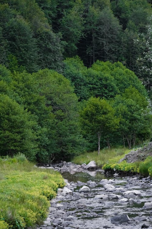 Základová fotografie zdarma na téma horské jezero, horský les, horský výhled