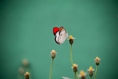 Free Selective Focus Photo of Butterfly Perched on Flower Bud Stock Photo