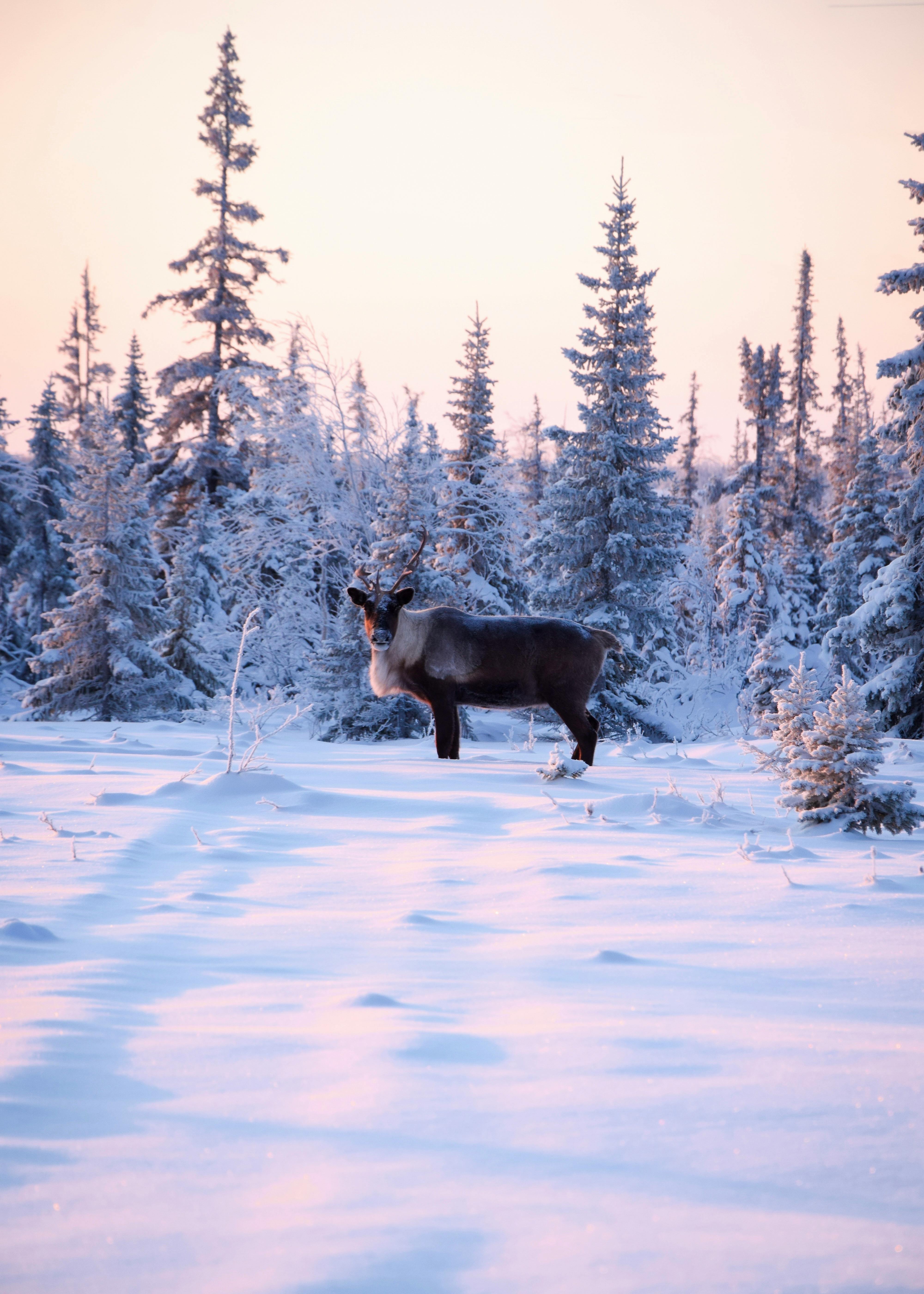 A serene reindeer standing in a snow-covered forest in Russia during sunrise, capturing winter's beauty.