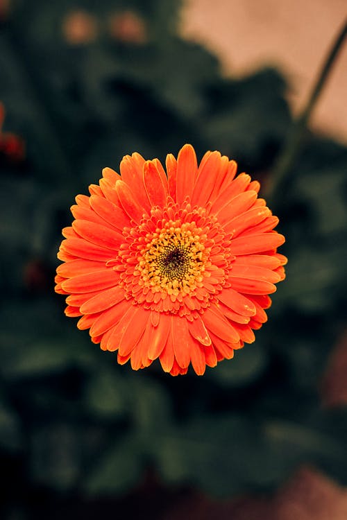 Gratis stockfoto met arranjo bloemen, blad, bloeien