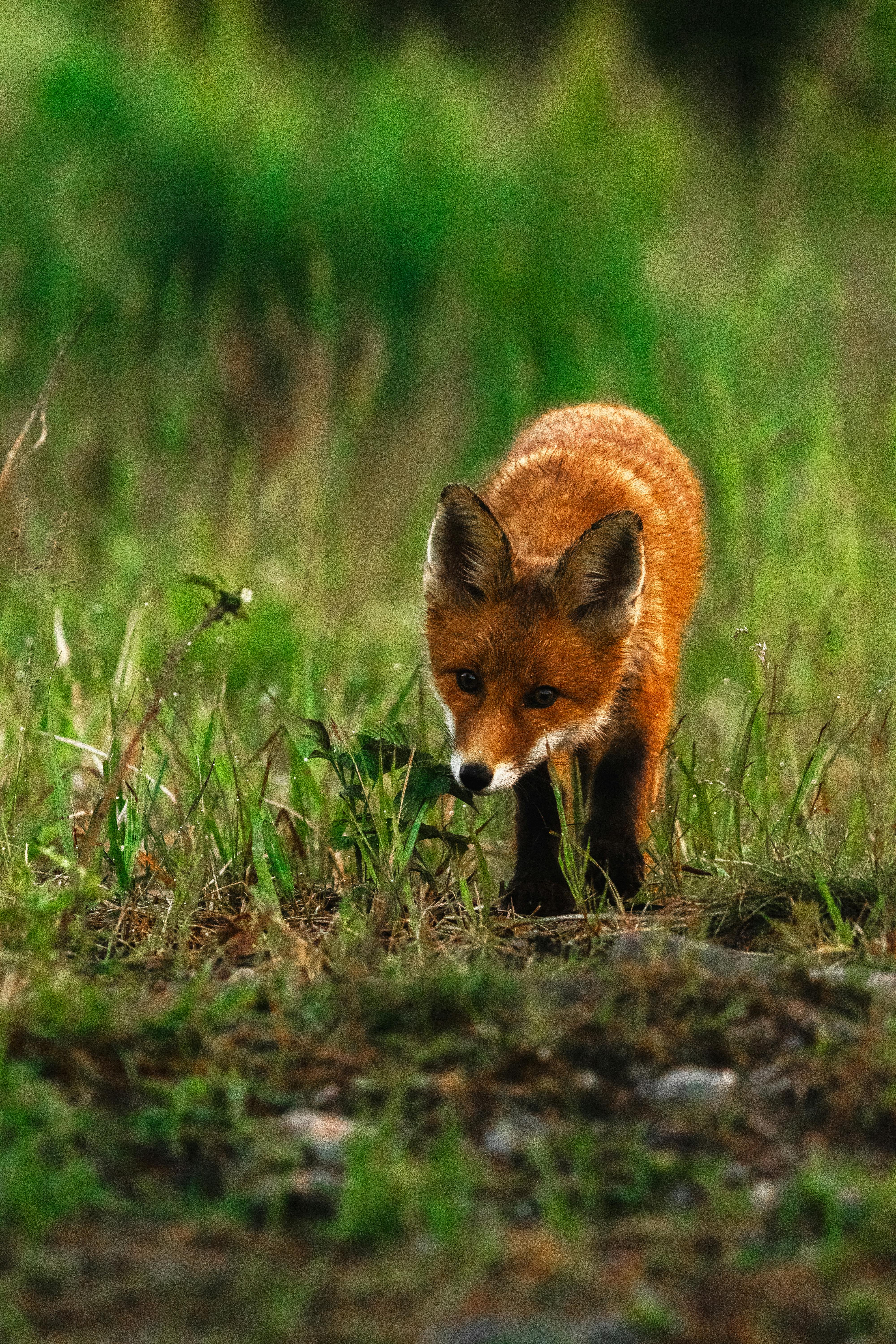 A red fox delicately walking through lush Finnish grasslands, showcasing its curiosity and natural habitat.