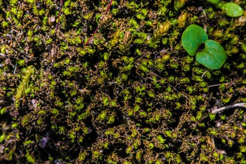 Photos gratuites de arrière-plan vert, beauté dans la nature, centrale