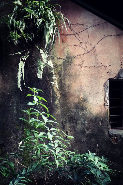 Free Vivid plants growing on a weathered wall, highlighting urban nature contrast. Stock Photo