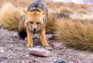 Scared fox on gravel ground near field in autumn