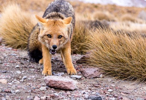 Scared fox on gravel ground near field in autumn