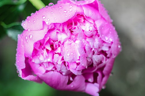 Foto d'estoc gratuïta de bellesa a la natura, flor, flor humida