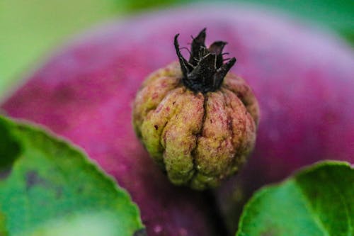 Foto d'estoc gratuïta de Apple, bellesa a la natura, brot