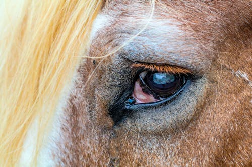 Foto d'estoc gratuïta de animal, cavall, cavall marró