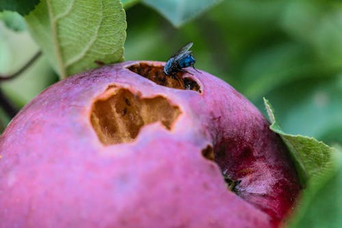 Kostnadsfri bild av äpple, fluga, makro