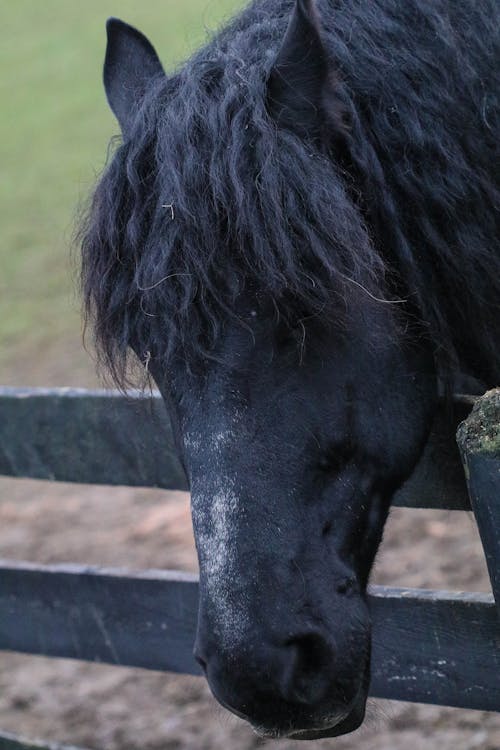 at, at çiftliği, at kurtarma içeren Ücretsiz stok fotoğraf