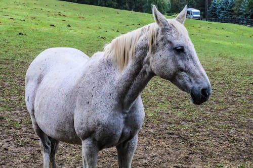 Foto d'estoc gratuïta de camp, cavall, cavall blanc