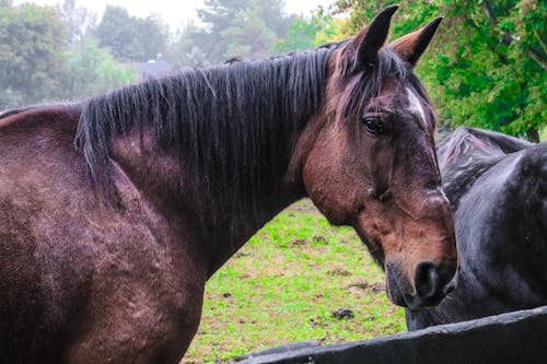 Kostnadsfri bild av bondgård, brun häst, djur räddning