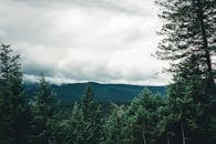 Scenic View of a Forest and Mountains under a Cloudy Sky