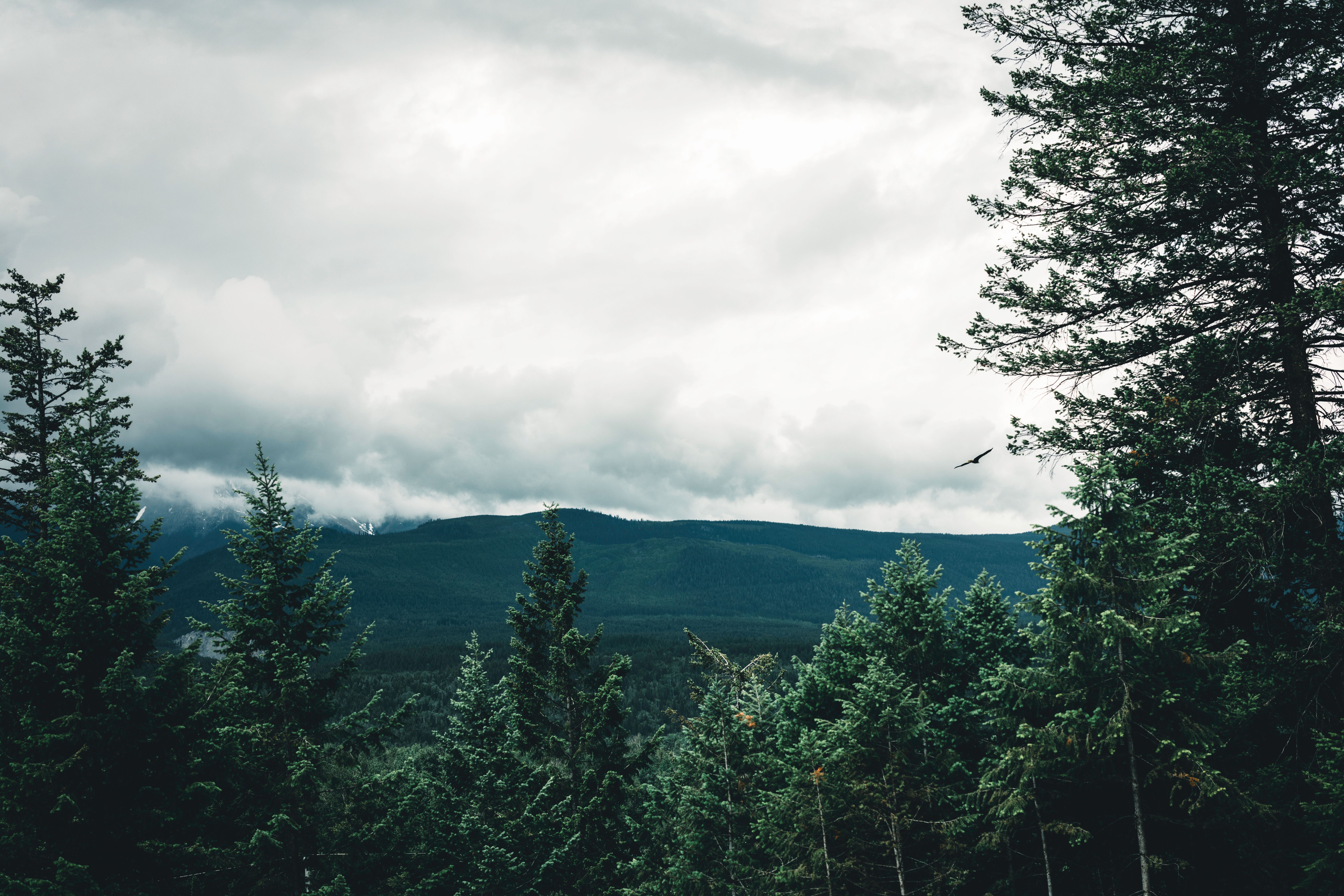Green Pine Trees Under Blue Sky and White Clouds · Free Stock Photo