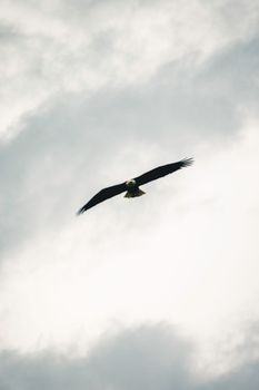eagle photo
