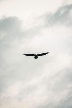 eagle photo
