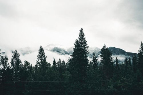 Free A tranquil view of misty mountains and evergreen forest in Golden, BC. Stock Photo