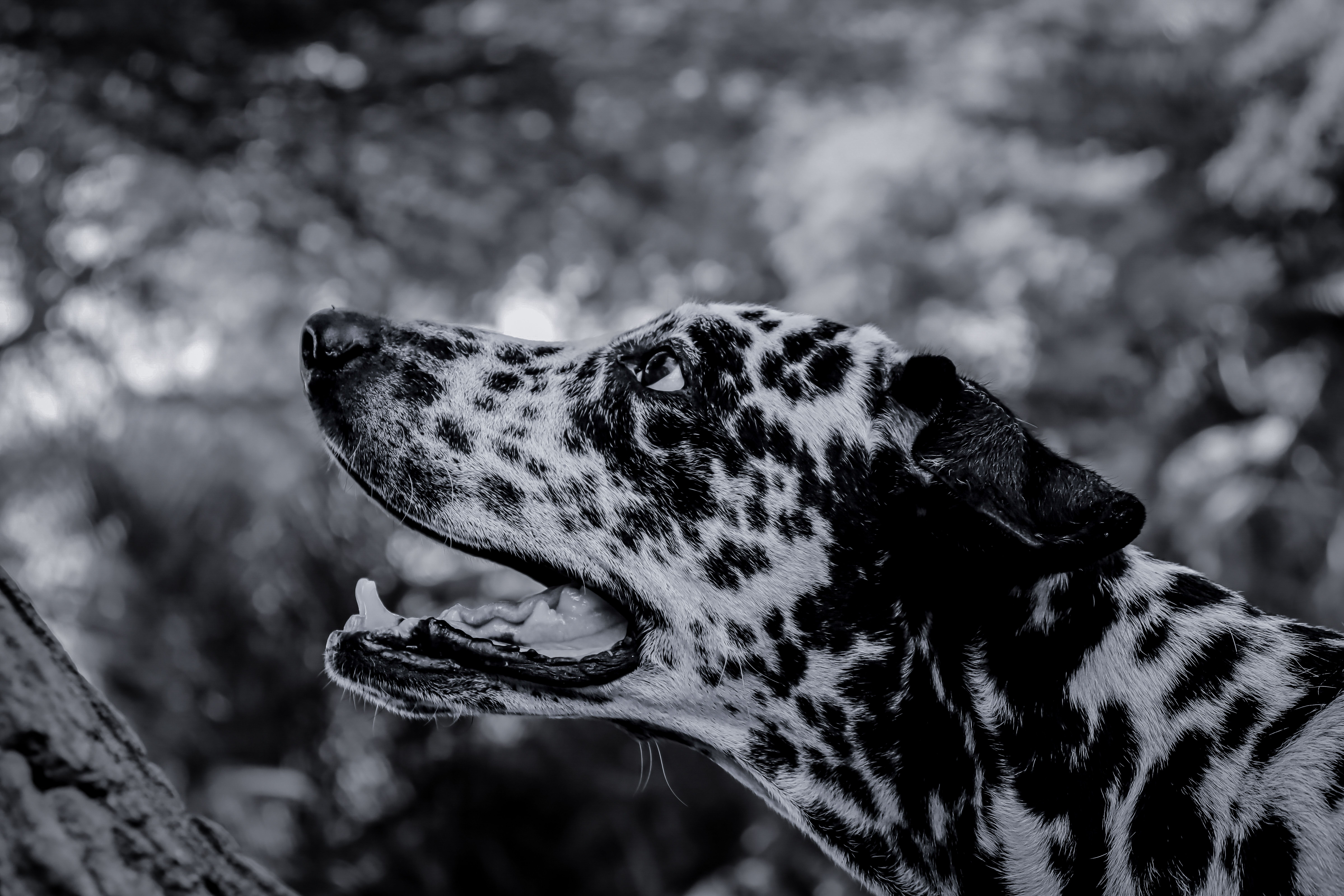 How much stronger is a dog's sense of smell than a humans? - The ...