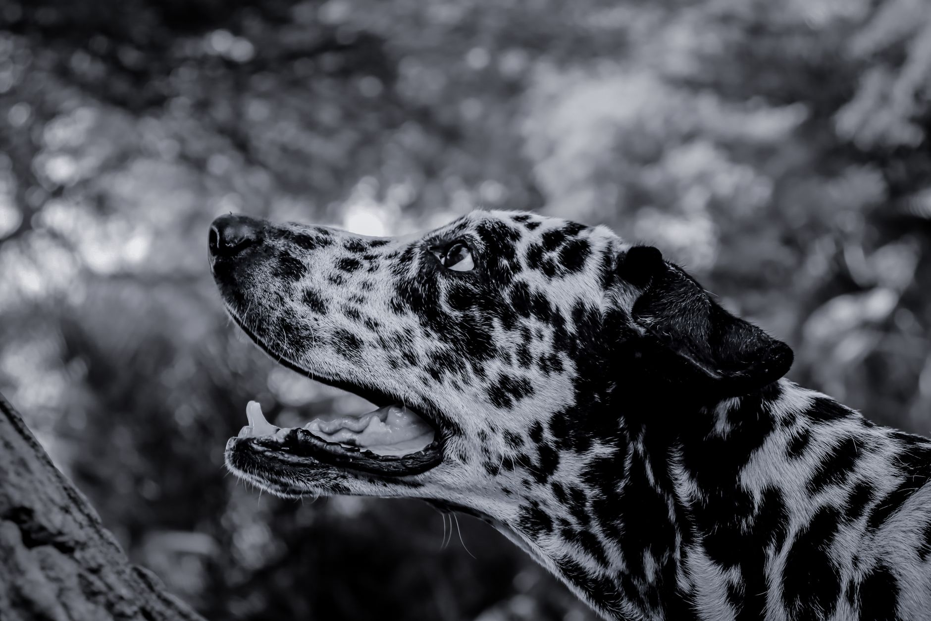 Visual Field Inervation Pathway How much stronger is a dog's sense of smell than a humans? - The ...