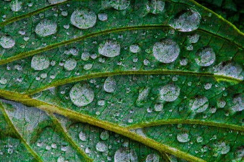 Foto d'estoc gratuïta de aigua, fotografia macro, full humit