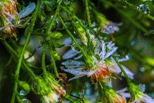 Kostnadsfri bild av blad, blomma, blommor