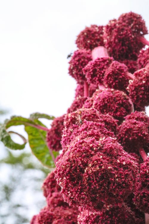 Foto d'estoc gratuïta de bellesa a la natura, flor, flor bonica