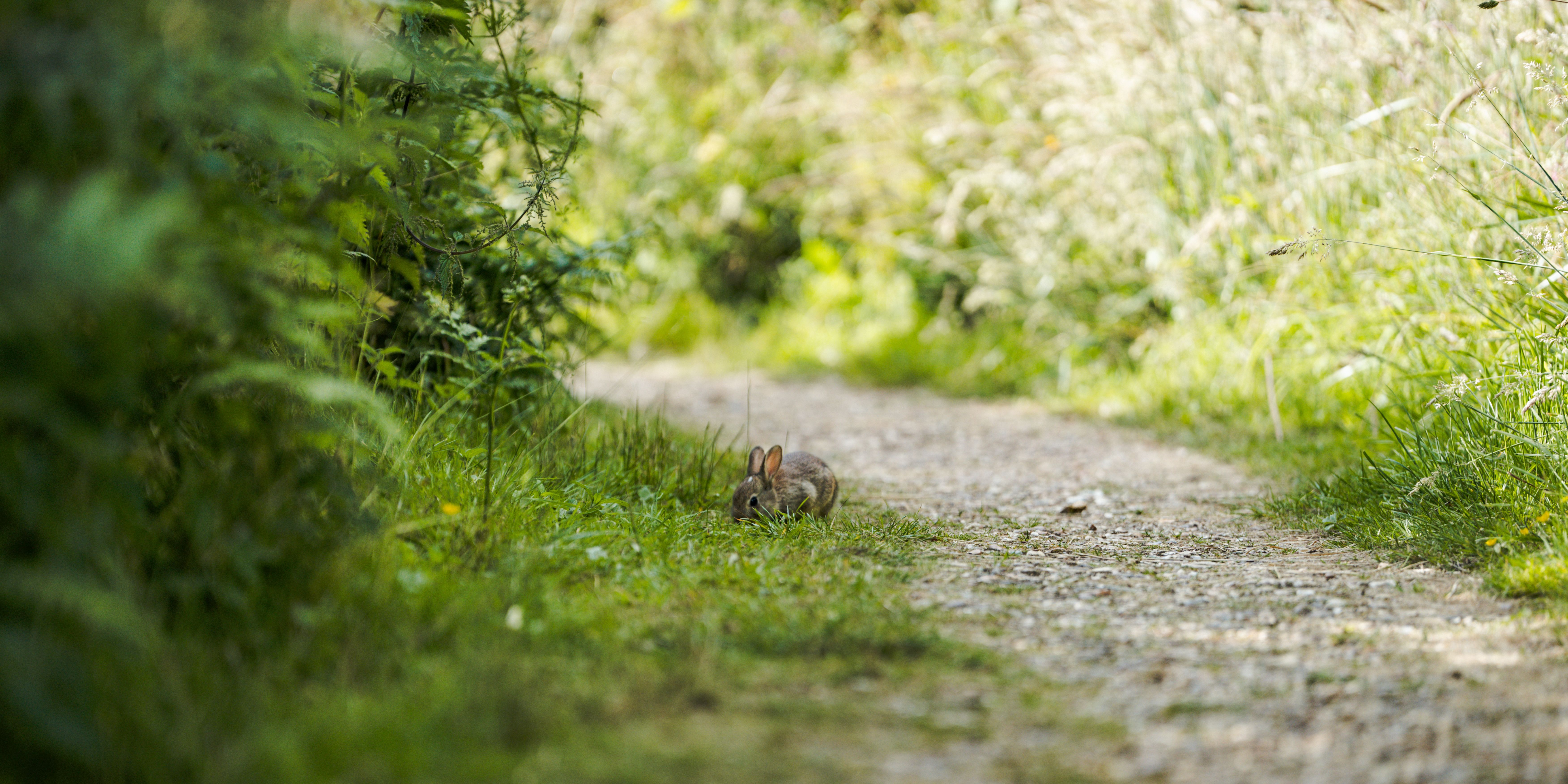 Wild Baby Rabbit Rescue India