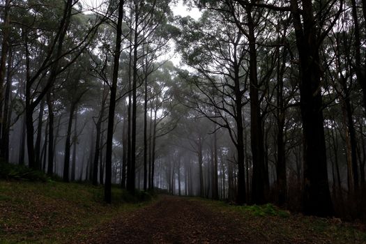A mysterious forest path enveloped by fog and towering trees, creating an eerie atmosphere.