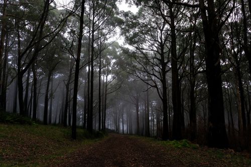Free A mysterious forest path enveloped by fog and towering trees, creating an eerie atmosphere. Stock Photo